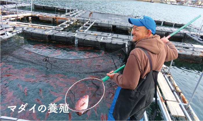 マダイの養殖の写真